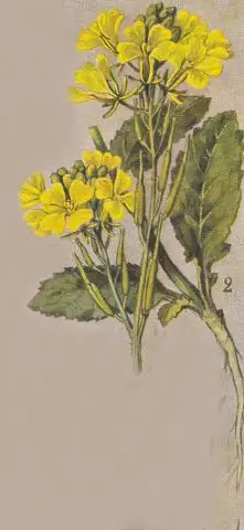 Какие бутоны на флоте?