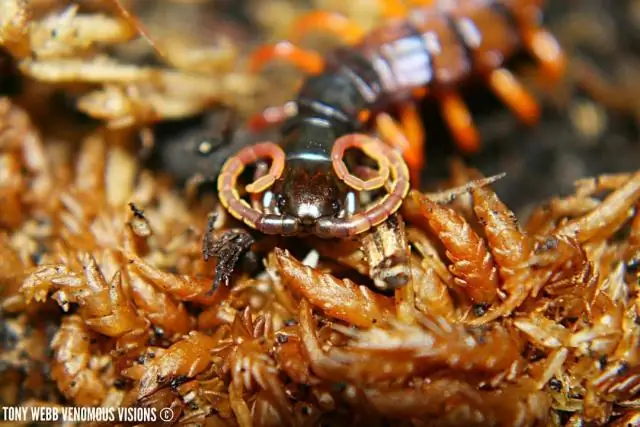 Как просмотреть профили LinkedIn?