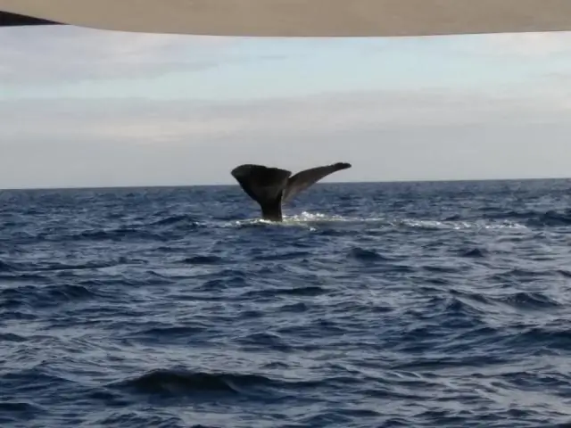 Как мне оплатить аренду WIPS?