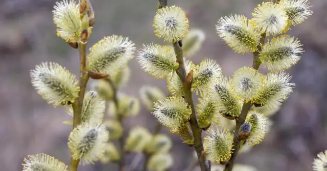 Прилагательное?
