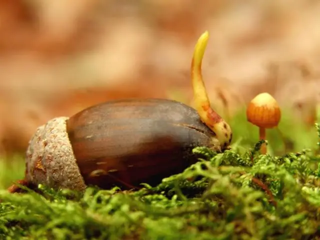 Как вырастить дуб из желудя?