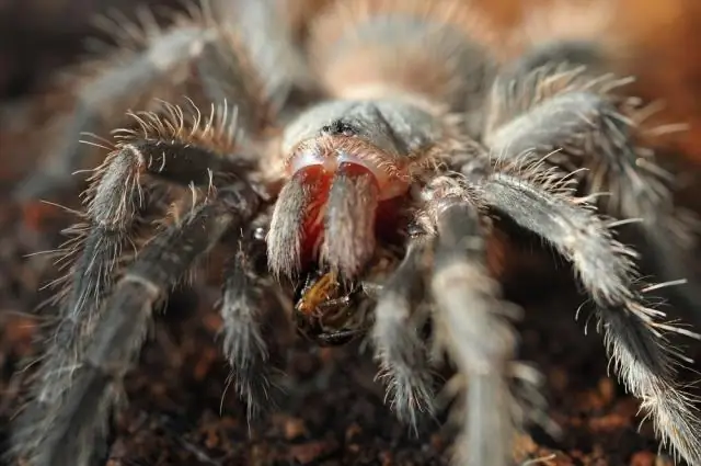 Что такое общий налоговый кредит на бизнес?