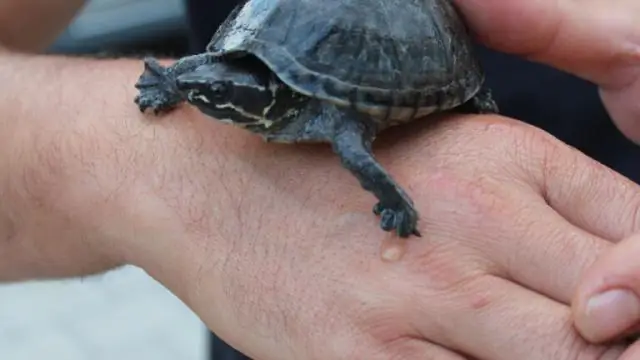 Как я могу проверить свое право на участие в программе MassHealth?