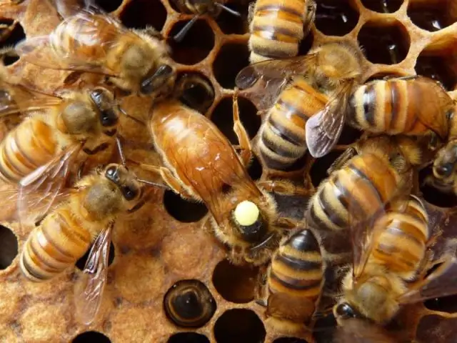 Что является инструментом внутренней добродетели?