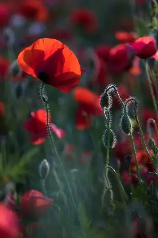 Что такое военная рента?