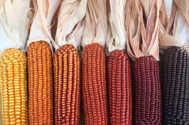 Какова цель викторины по политикам Medigap?