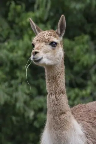 Что такое адрес диспута Equifax?