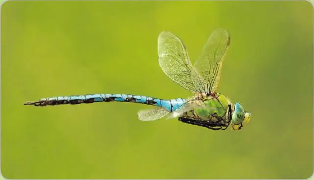 Что такое постановка повестки дня в политике?