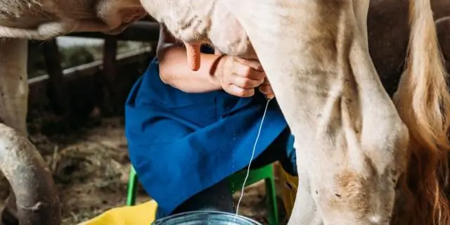 Что означает цветение сакуры?